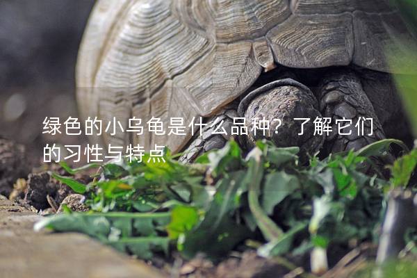 绿色的小乌龟是什么品种？了解它们的习性与特点