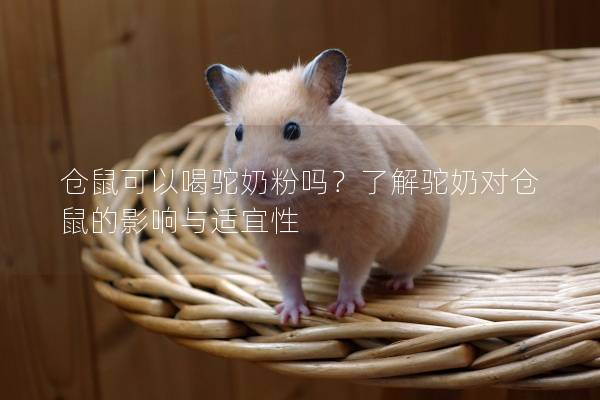 仓鼠可以喝驼奶粉吗？了解驼奶对仓鼠的影响与适宜性