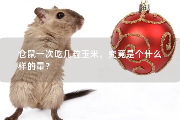 仓鼠一次吃几粒玉米，究竟是个什么样的量？