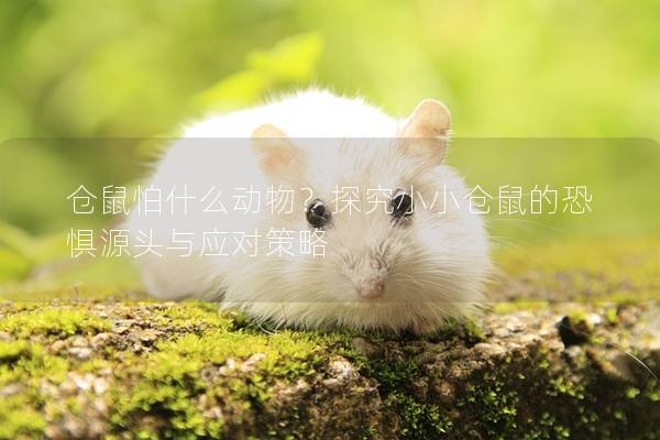仓鼠怕什么动物？探究小小仓鼠的恐惧源头与应对策略