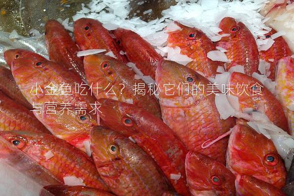 小金鱼吃什么？揭秘它们的美味饮食与营养需求