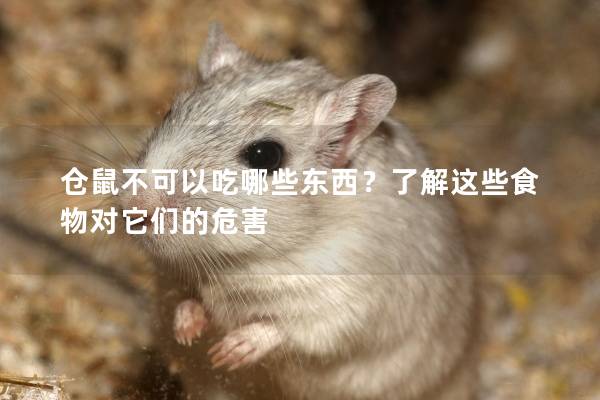 仓鼠不可以吃哪些东西？了解这些食物对它们的危害