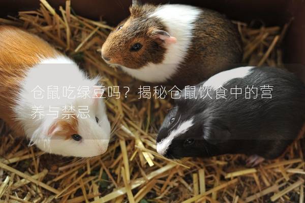 仓鼠吃绿豆吗？揭秘仓鼠饮食中的营养与禁忌