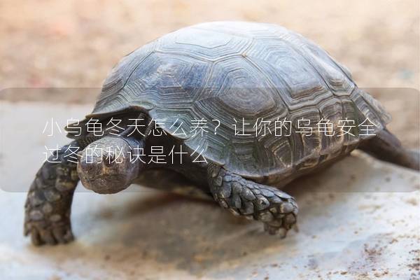 小乌龟冬天怎么养？让你的乌龟安全过冬的秘诀是什么