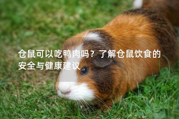 仓鼠可以吃鸭肉吗？了解仓鼠饮食的安全与健康建议