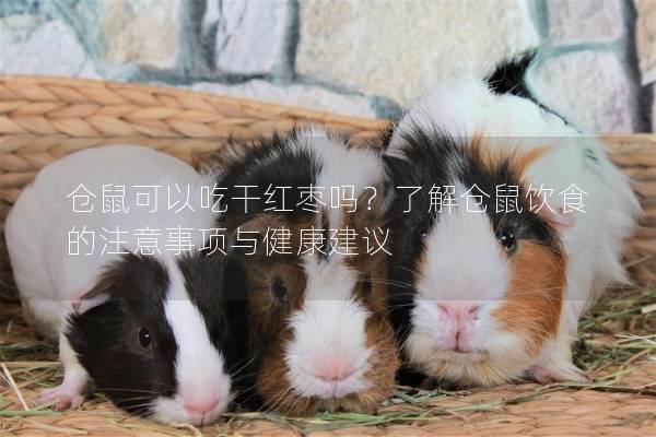 仓鼠可以吃干红枣吗？了解仓鼠饮食的注意事项与健康建议