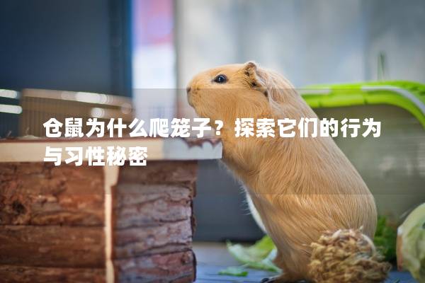 仓鼠为什么爬笼子？探索它们的行为与习性秘密