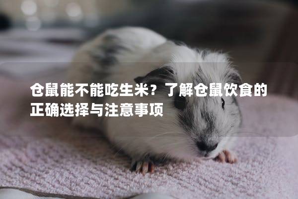 仓鼠能不能吃生米？了解仓鼠饮食的正确选择与注意事项