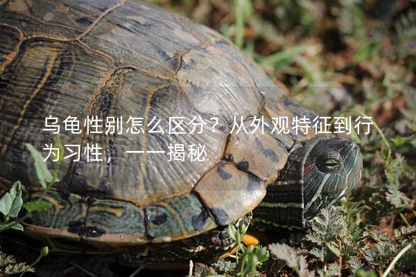 乌龟性别怎么区分？从外观特征到行为习性，一一揭秘