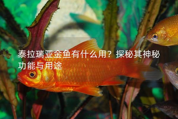 泰拉瑞亚金鱼有什么用？探秘其神秘功能与用途