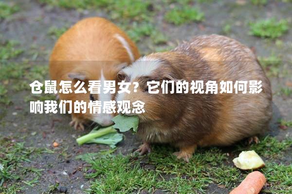 仓鼠怎么看男女？它们的视角如何影响我们的情感观念