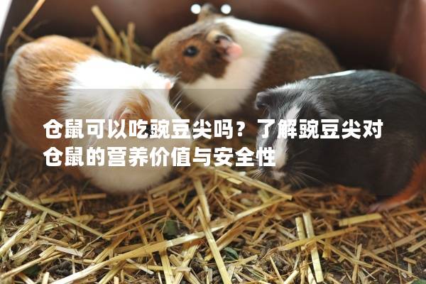仓鼠可以吃豌豆尖吗？了解豌豆尖对仓鼠的营养价值与安全性