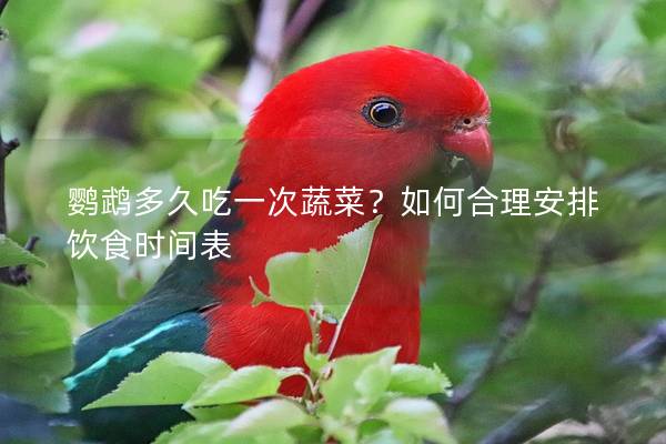 鹦鹉多久吃一次蔬菜？如何合理安排饮食时间表