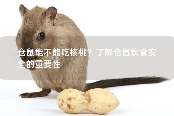 仓鼠能不能吃核桃？了解仓鼠饮食安全的重要性