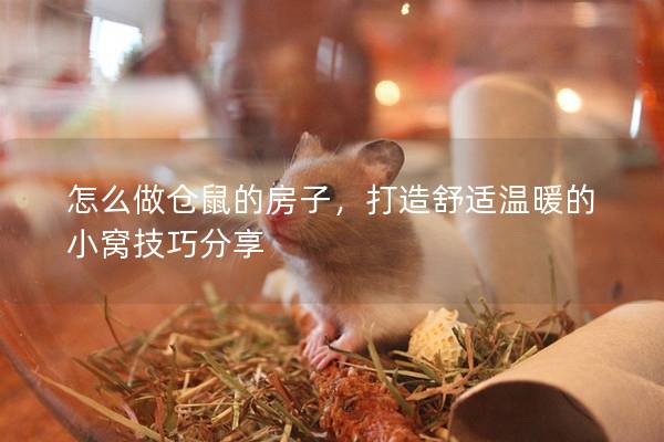 怎么做仓鼠的房子，打造舒适温暖的小窝技巧分享