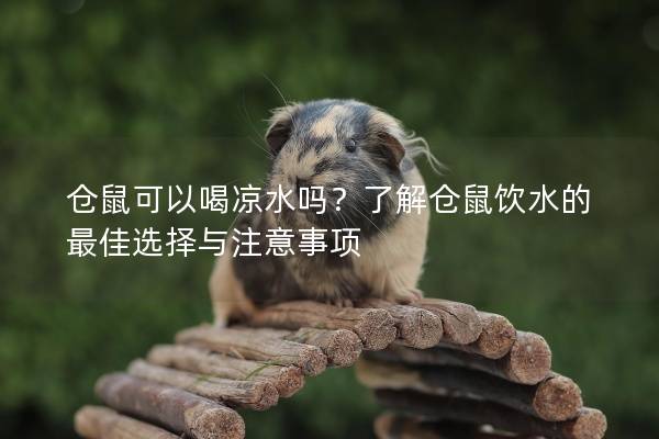仓鼠可以喝凉水吗？了解仓鼠饮水的最佳选择与注意事项