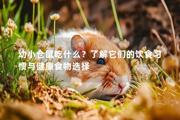 幼小仓鼠吃什么？了解它们的饮食习惯与健康食物选择