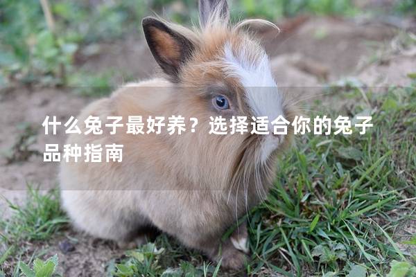 什么兔子最好养？选择适合你的兔子品种指南