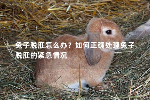 兔子脱肛怎么办？如何正确处理兔子脱肛的紧急情况