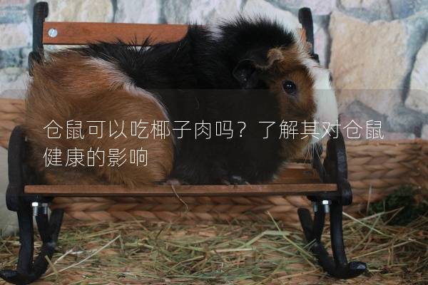 仓鼠可以吃椰子肉吗？了解其对仓鼠健康的影响