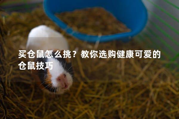 买仓鼠怎么挑？教你选购健康可爱的仓鼠技巧