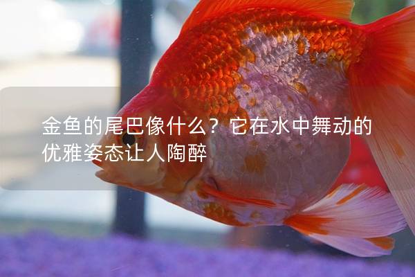 金鱼的尾巴像什么？它在水中舞动的优雅姿态让人陶醉