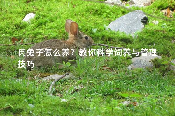 肉兔子怎么养？教你科学饲养与管理技巧