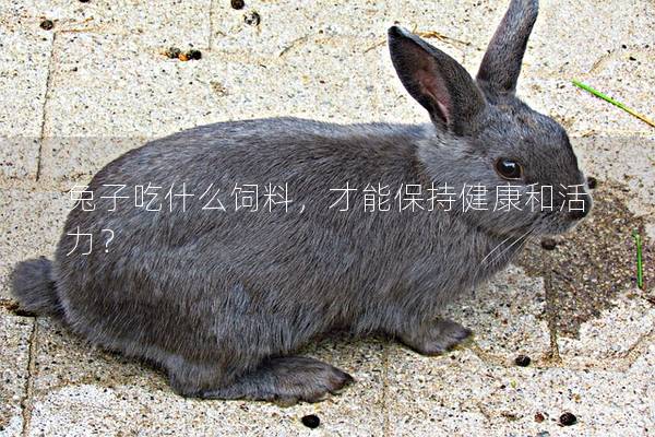 兔子吃什么饲料，才能保持健康和活力？