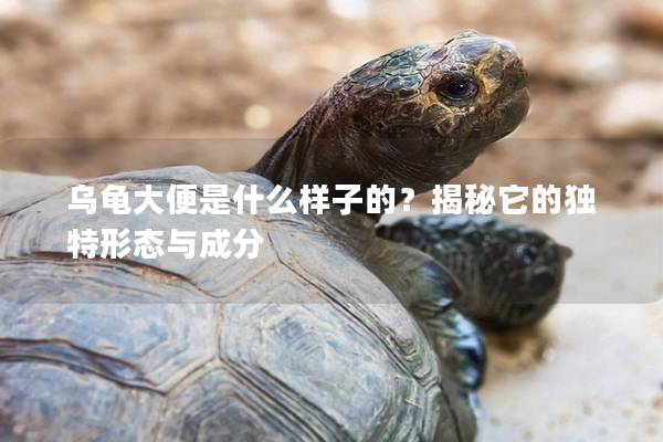 乌龟大便是什么样子的？揭秘它的独特形态与成分