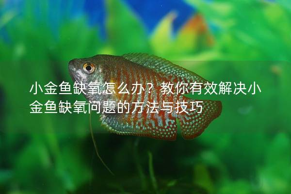 小金鱼缺氧怎么办？教你有效解决小金鱼缺氧问题的方法与技巧