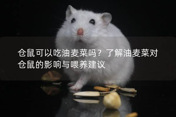 仓鼠可以吃油麦菜吗？了解油麦菜对仓鼠的影响与喂养建议