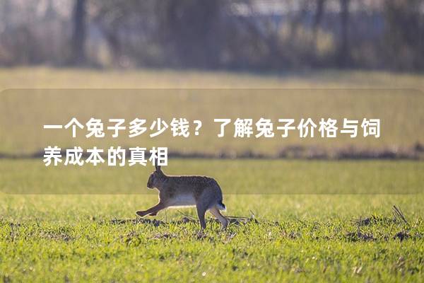 一个兔子多少钱？了解兔子价格与饲养成本的真相