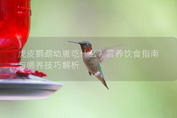 虎皮鹦鹉幼崽吃什么？营养饮食指南与喂养技巧解析