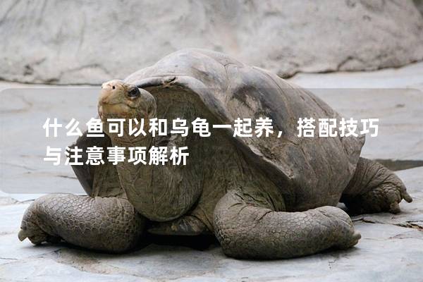 什么鱼可以和乌龟一起养，搭配技巧与注意事项解析