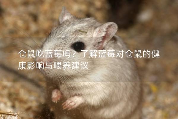 仓鼠吃蓝莓吗？了解蓝莓对仓鼠的健康影响与喂养建议