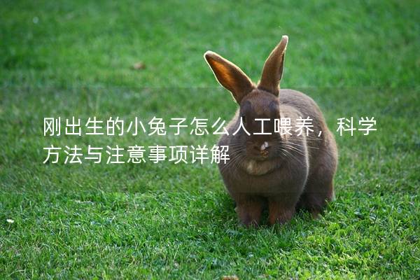 刚出生的小兔子怎么人工喂养，科学方法与注意事项详解