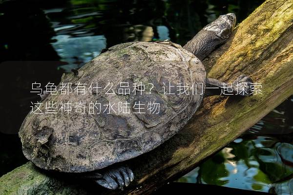 乌龟都有什么品种？让我们一起探索这些神奇的水陆生物