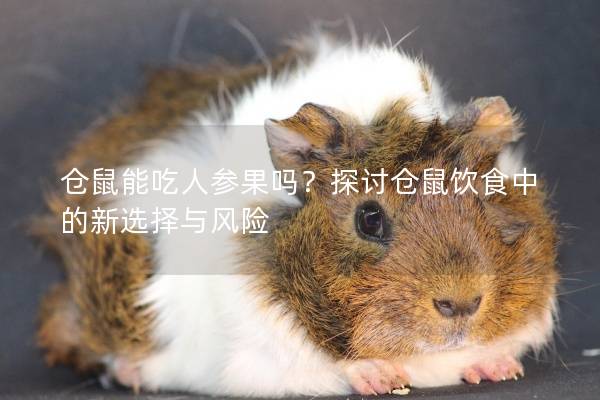 仓鼠能吃人参果吗？探讨仓鼠饮食中的新选择与风险