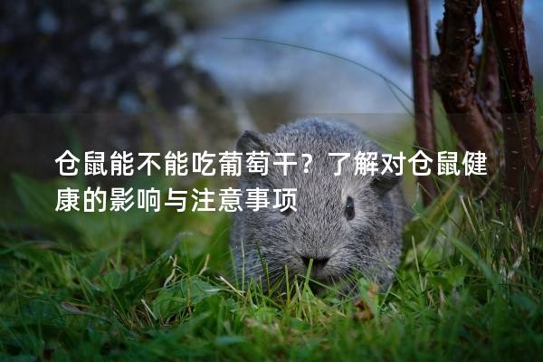 仓鼠能不能吃葡萄干？了解对仓鼠健康的影响与注意事项