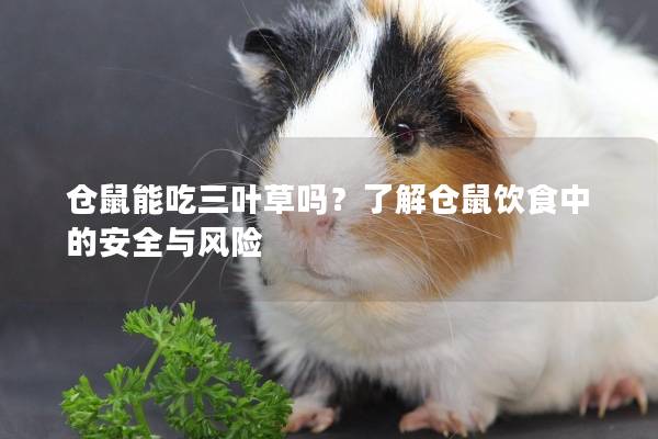 仓鼠能吃三叶草吗？了解仓鼠饮食中的安全与风险