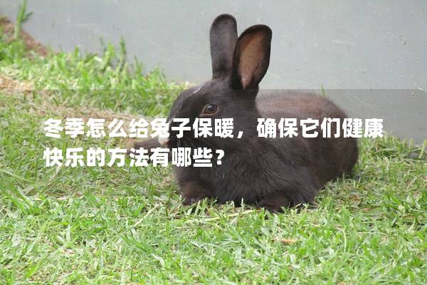 冬季怎么给兔子保暖，确保它们健康快乐的方法有哪些？