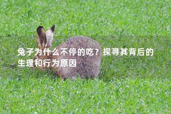 兔子为什么不停的吃？探寻其背后的生理和行为原因