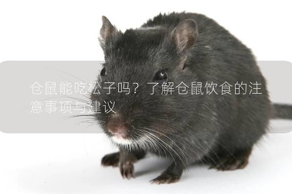 仓鼠能吃松子吗？了解仓鼠饮食的注意事项与建议