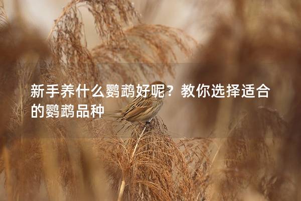 新手养什么鹦鹉好呢？教你选择适合的鹦鹉品种