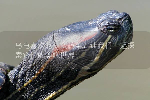乌龟喜欢吃什么蔬菜？让我们一起探索它们的美味世界