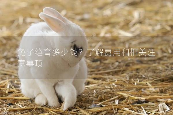 兔子绝育多少钱？了解费用和相关注意事项