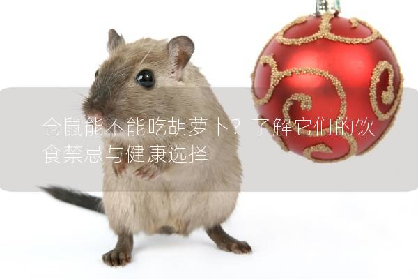 仓鼠能不能吃胡萝卜？了解它们的饮食禁忌与健康选择