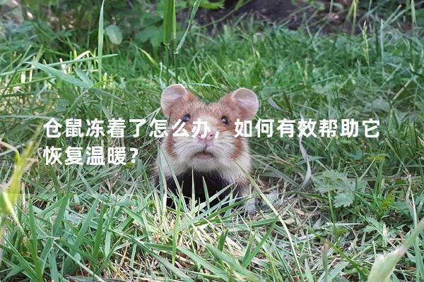 仓鼠冻着了怎么办，如何有效帮助它恢复温暖？