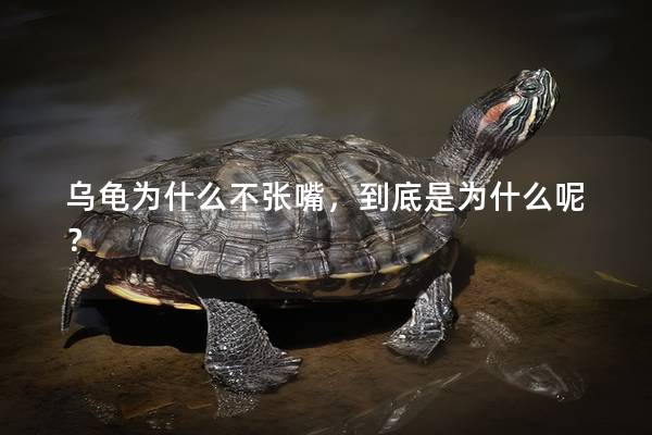 乌龟为什么不张嘴，到底是为什么呢？