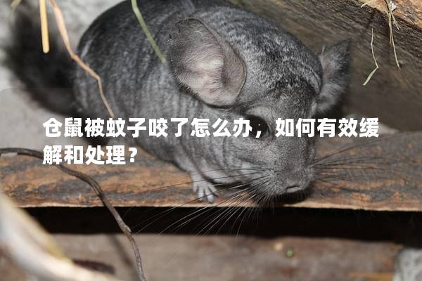 仓鼠被蚊子咬了怎么办，如何有效缓解和处理？